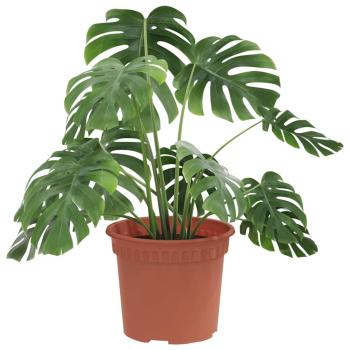 ARDEBO.de - Runder Blumentopf 6 pcs Ziegelrot Ø 12,5 x 10 cm Kunststoff