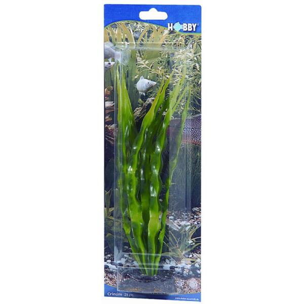 ARDEBO.de Dohse HOBBY Crinum 29 cm