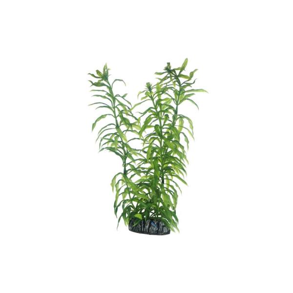 ARDEBO.de Dohse HOBBY Heteranthera 25 cm