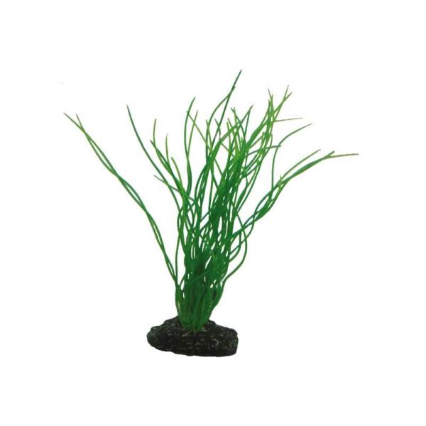 ARDEBO.de Dohse HOBBY Sagittaria 20 cm