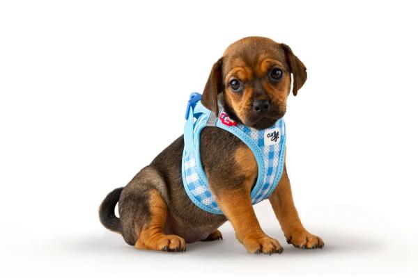 Curli Clasp Vest Geschirr Puppy Set Skyblue-Caro 3XS