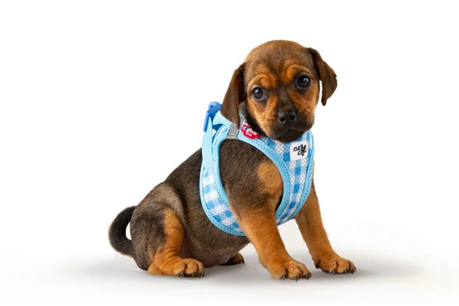Curli Clasp Vest Geschirr Puppy Set Skyblue-Caro 2XS