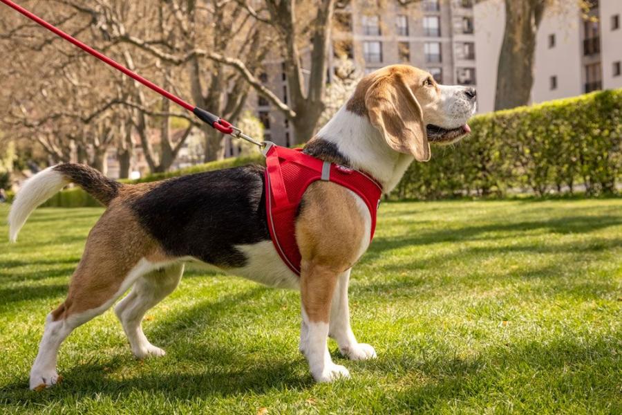 Curli Vest Harness Magnetic V2 Red 2 XS