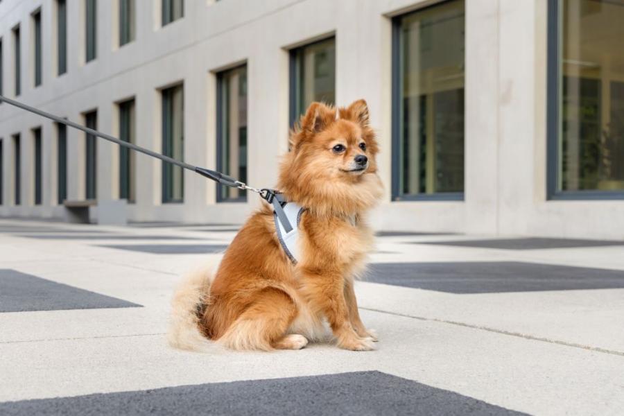 Curli Clasp Vest Harness Glow Reflective Gray 2XS