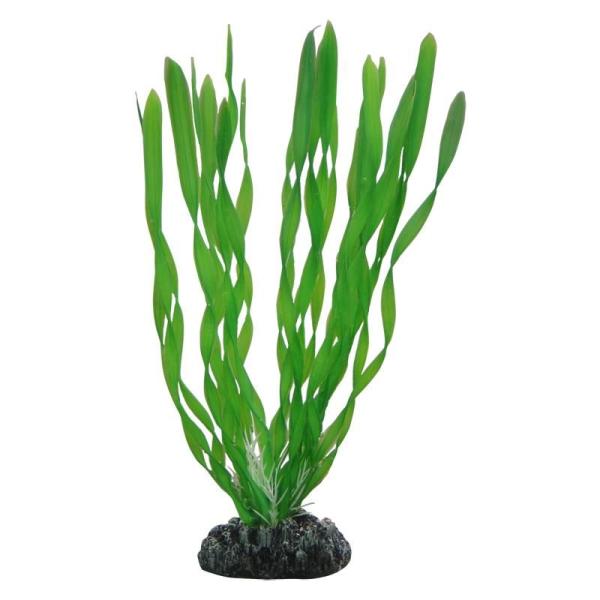 ARDEBO.de Dohse HOBBY Vallisneria 20 cm SB