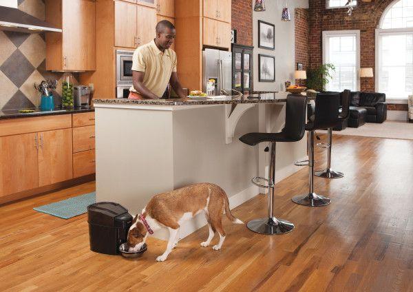 PetSafe Healthy Pet Simply Feed Futterautomat digital und programmierbarer 