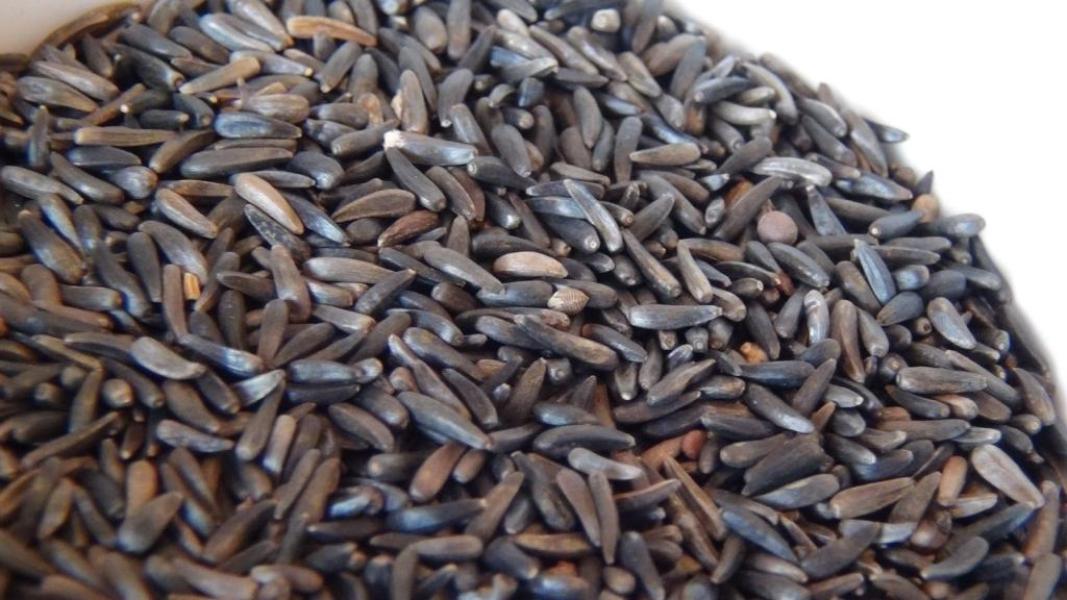 Ramtillkraut Nigersaat aus Äthiopien 25kg