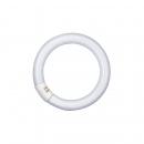 ARDEBO.de LEDVANCE L 40W/840C Ringform Röhre, 40W, 2900lm, 4000K (L 40W/840 C)