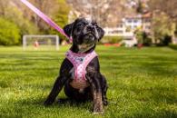 Curli Clasp Vest Geschirr Puppy Set Pink-Circles M