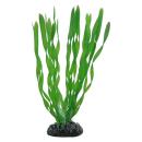 Dohse HOBBY Vallisneria 20 cm SB