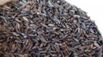 Ramtillkraut Nigersaat aus Äthiopien 25kg